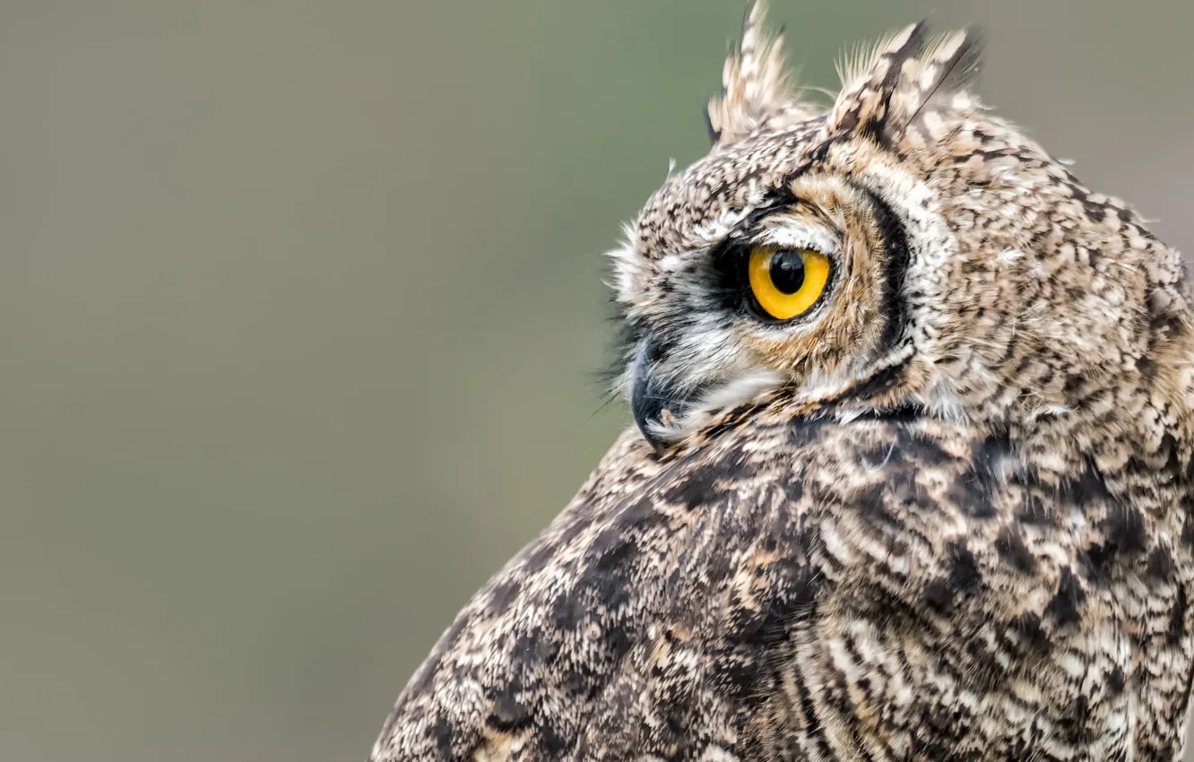 Photo wallpaper background, owl, bird