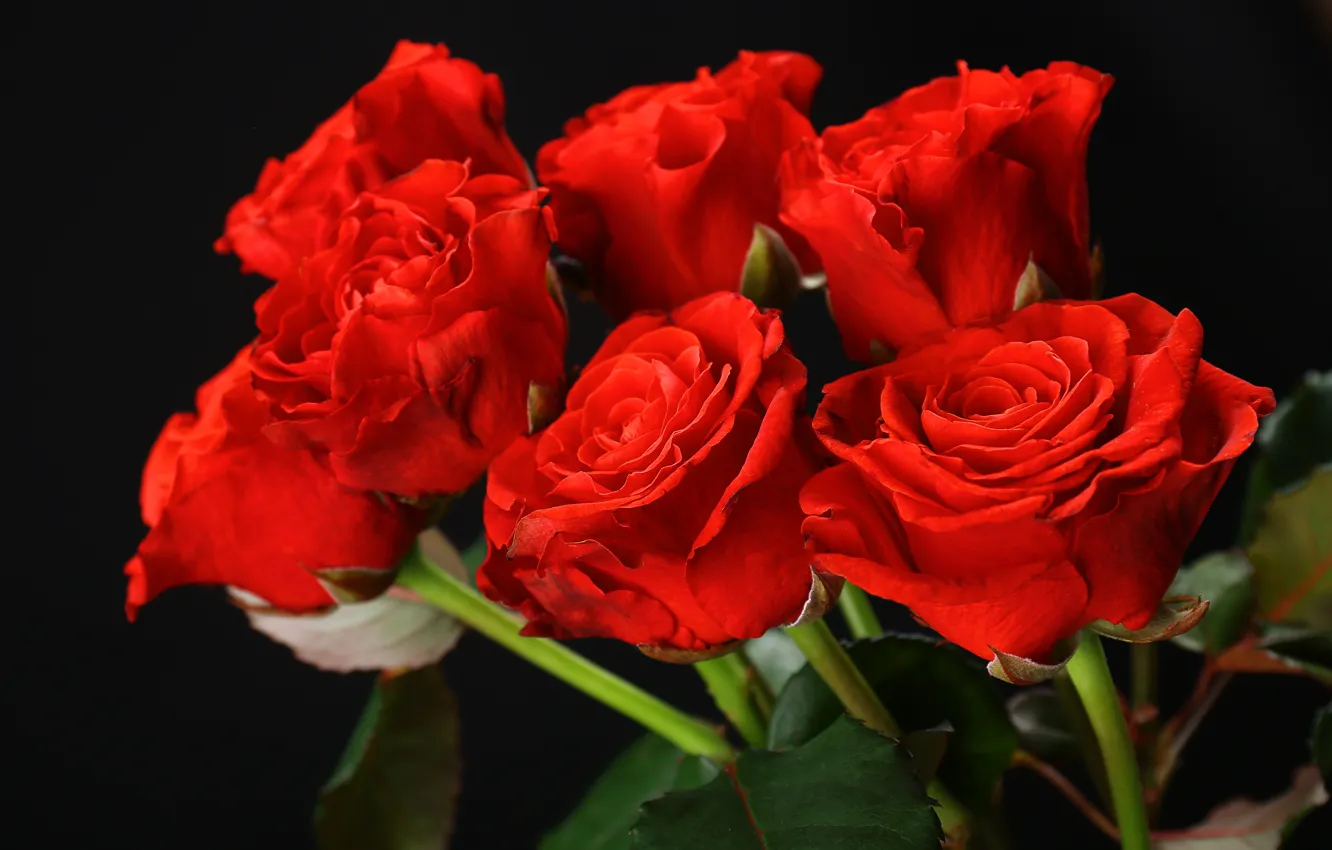 Photo wallpaper red, roses, bouquet, red, flowers, roses