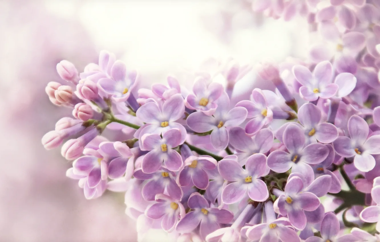 Photo wallpaper macro, bunch, lilac