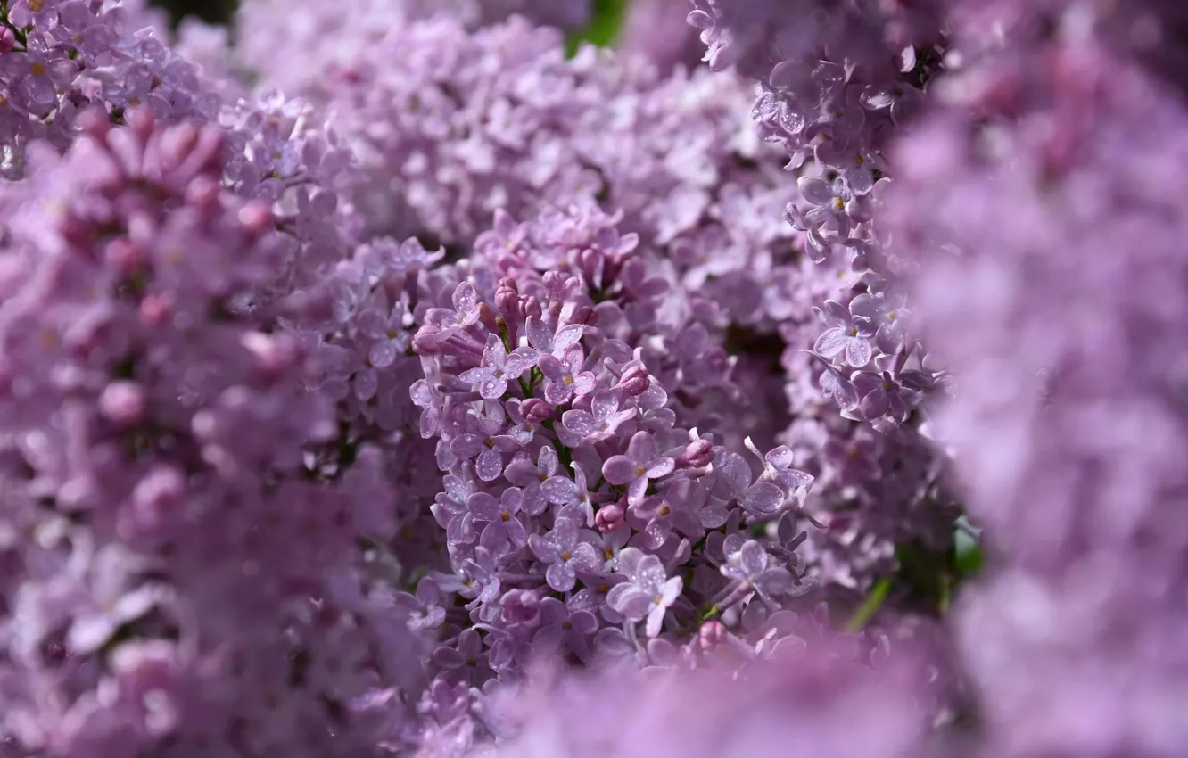 Photo wallpaper spring, Lilac, flowering, twigs