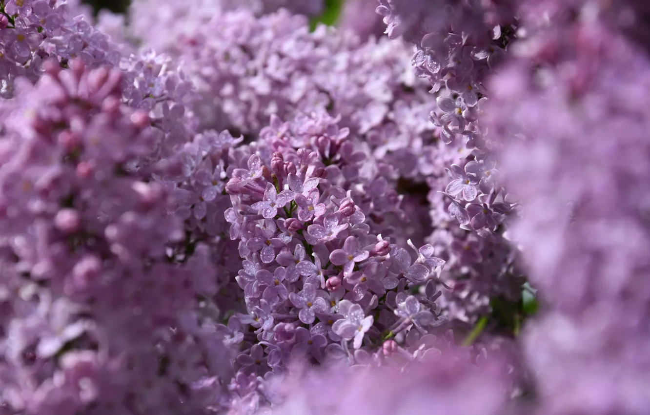 Photo wallpaper sprig, spring, flowering, lilac