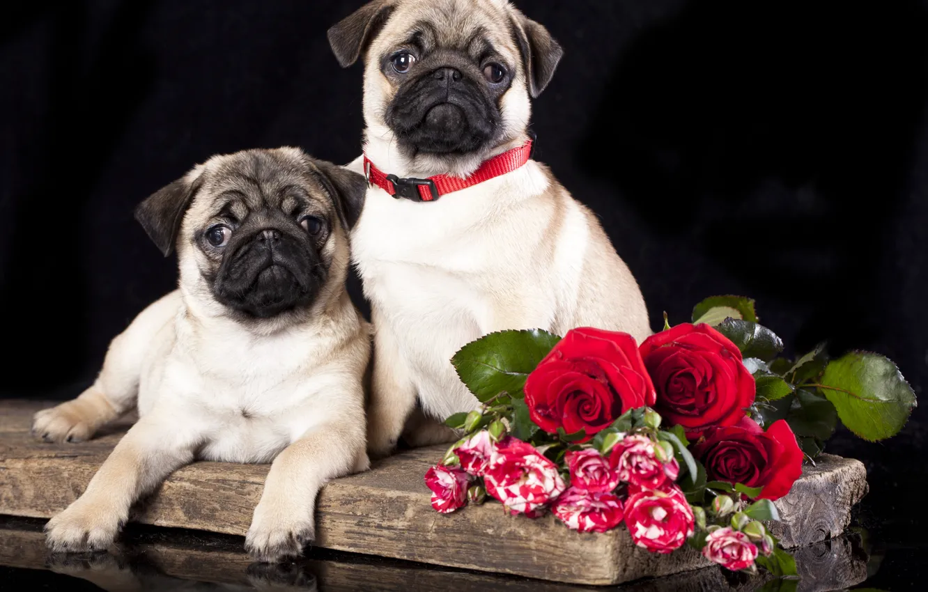 Photo wallpaper flowers, roses, dog, pug