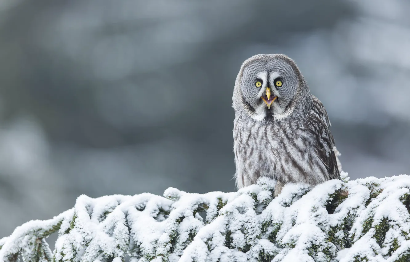 Photo wallpaper winter, look, snow, trees, branches, owl, bird, spruce