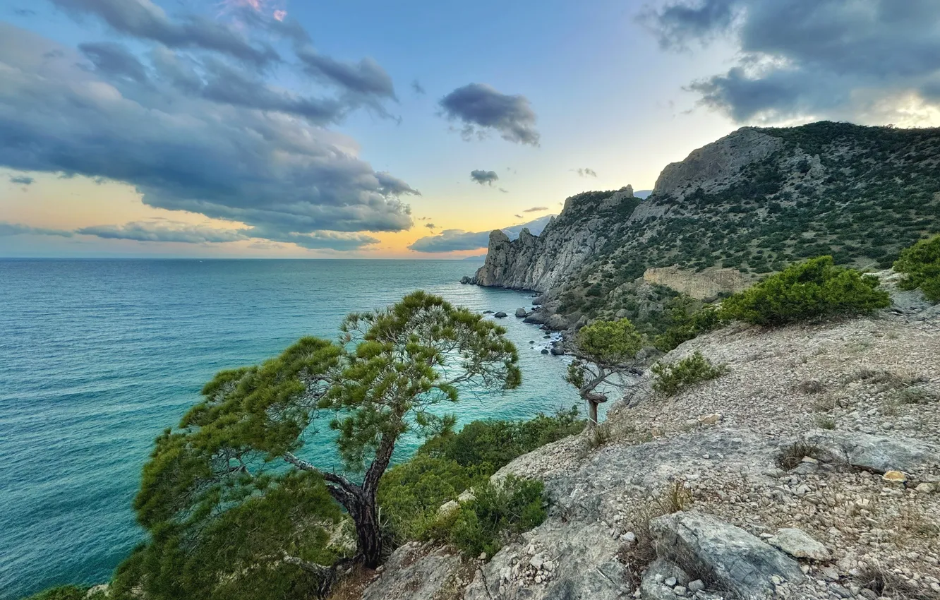 Photo wallpaper sea, clouds, tree, horizon, Vadim Kachanov