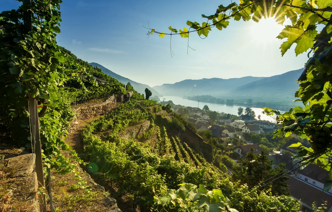 Photo wallpaper river, Austria, valley, vineyard, The Danube, Wachau