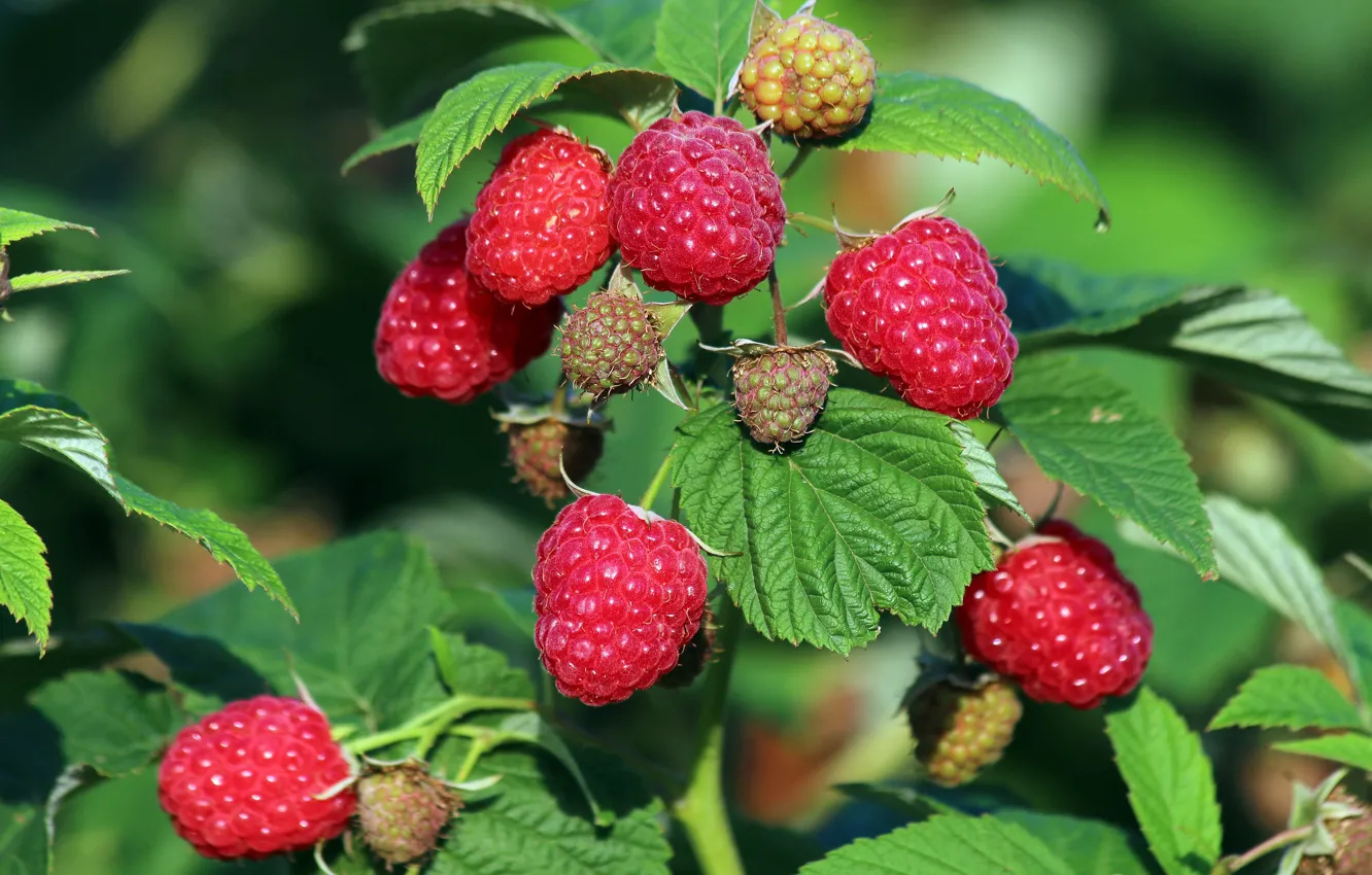 Photo wallpaper summer, nature, berries, raspberry, beauty, vitamins, delicious, cottage