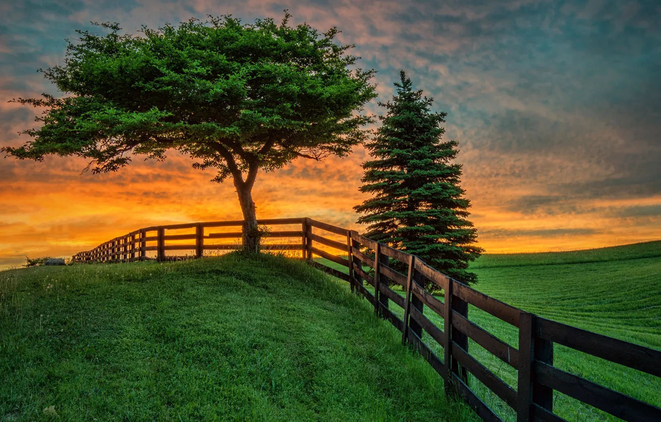 Photo wallpaper field, summer, trees, landscape, sunset, the fence