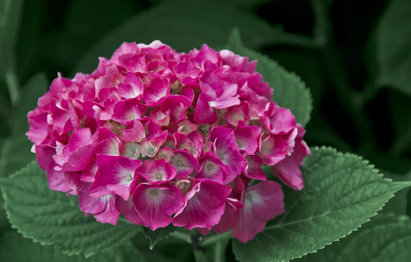 Photo wallpaper leaves, flowers, pink hydrangea