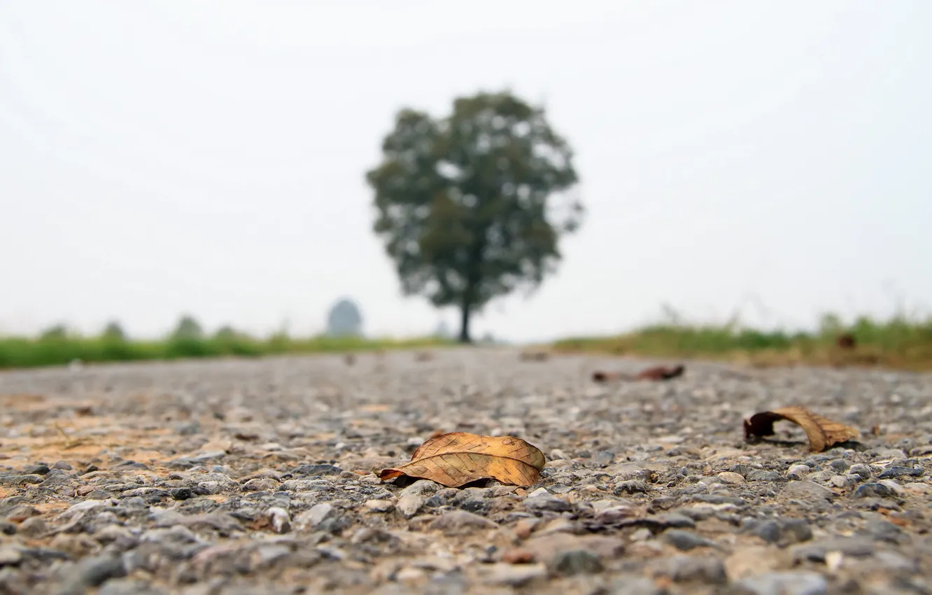 Photo wallpaper road, leaves, landscape