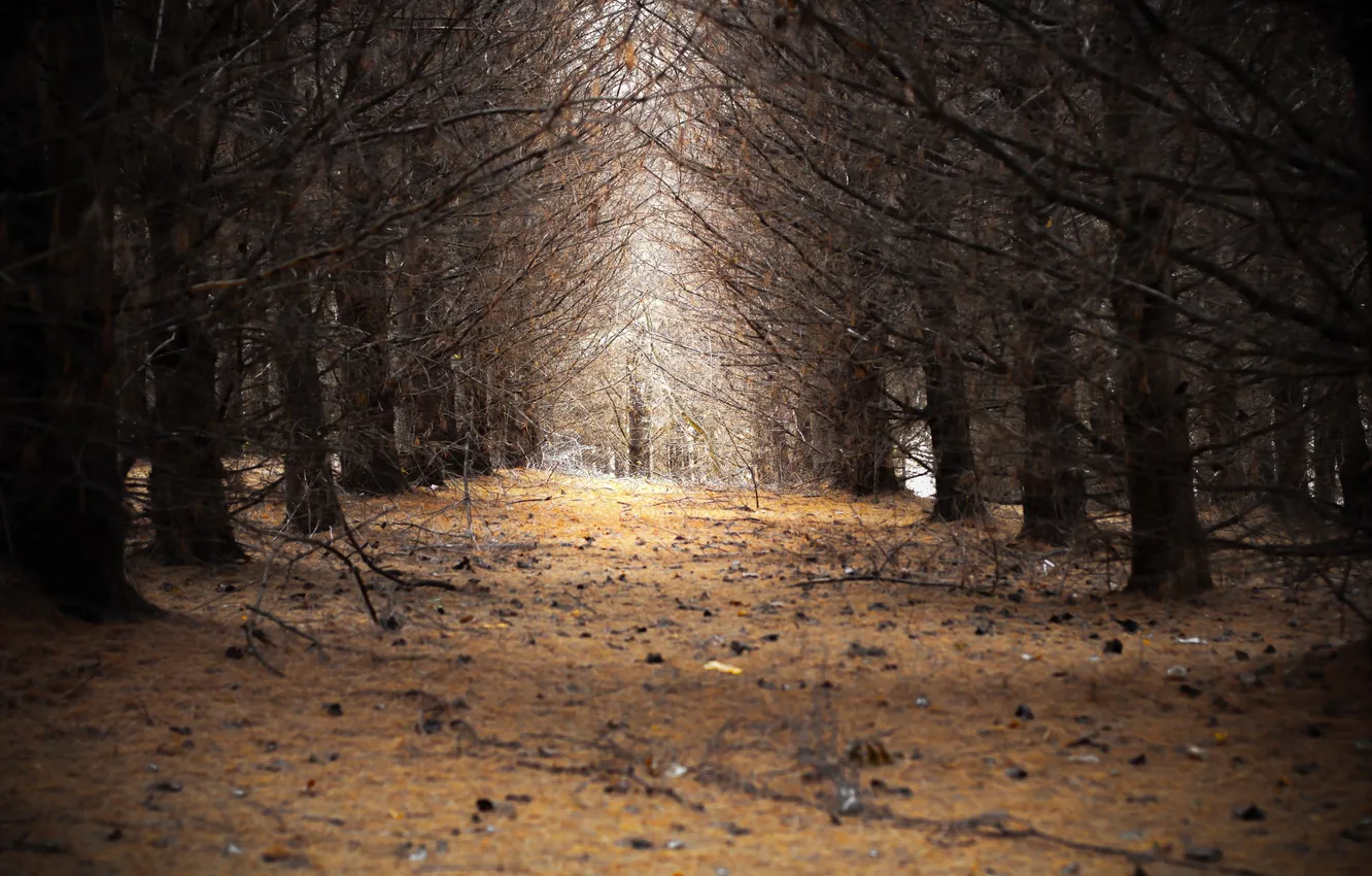 Photo wallpaper autumn, forest, nature