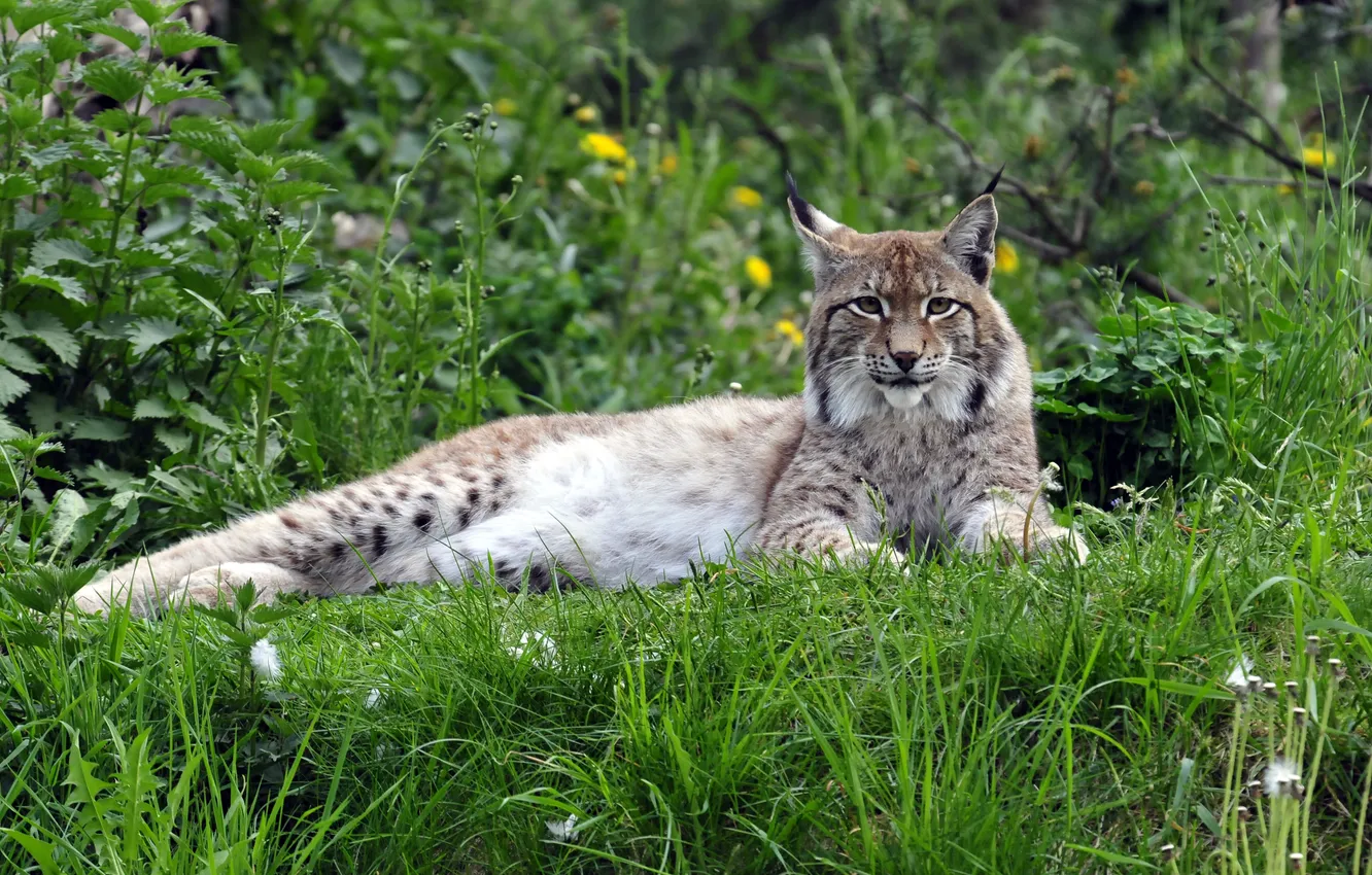 Photo wallpaper cat, grass, stay, lynx
