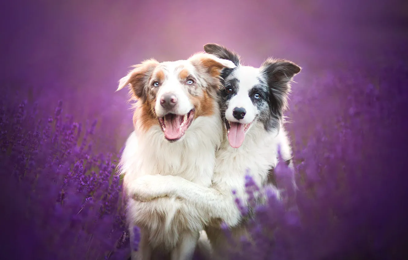 Photo wallpaper dogs, flowers, friendship, friends, lavender, The border collie