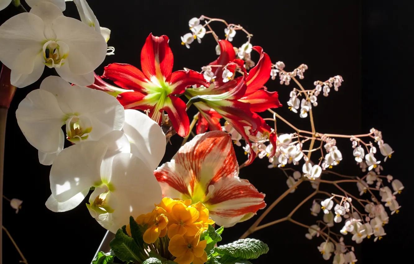 Photo wallpaper flowers, black background, Orchid, Primula, Amaryllis