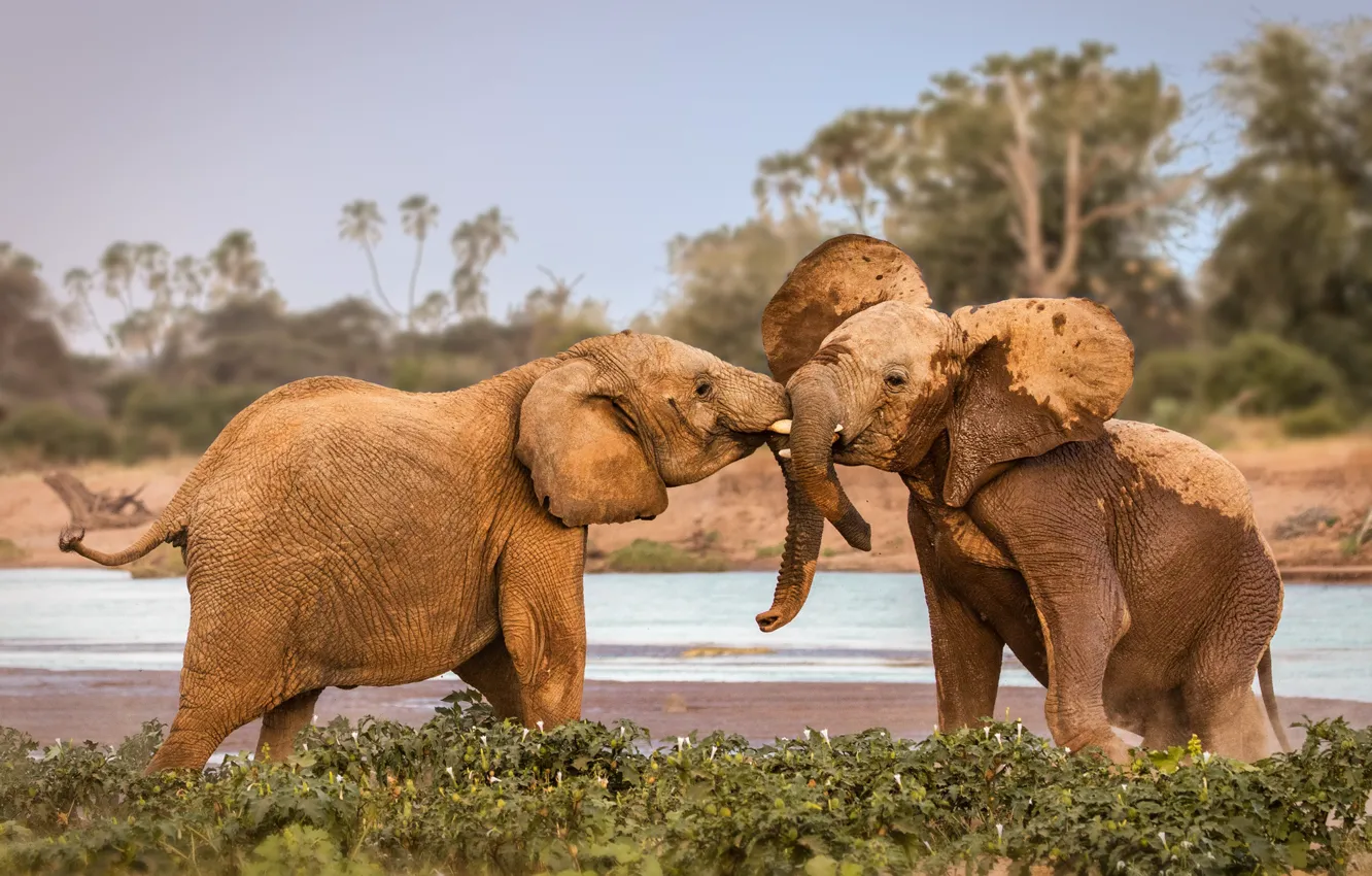 Photo wallpaper elephants, Africa, fighting, wildlife, Kenya, Samburu