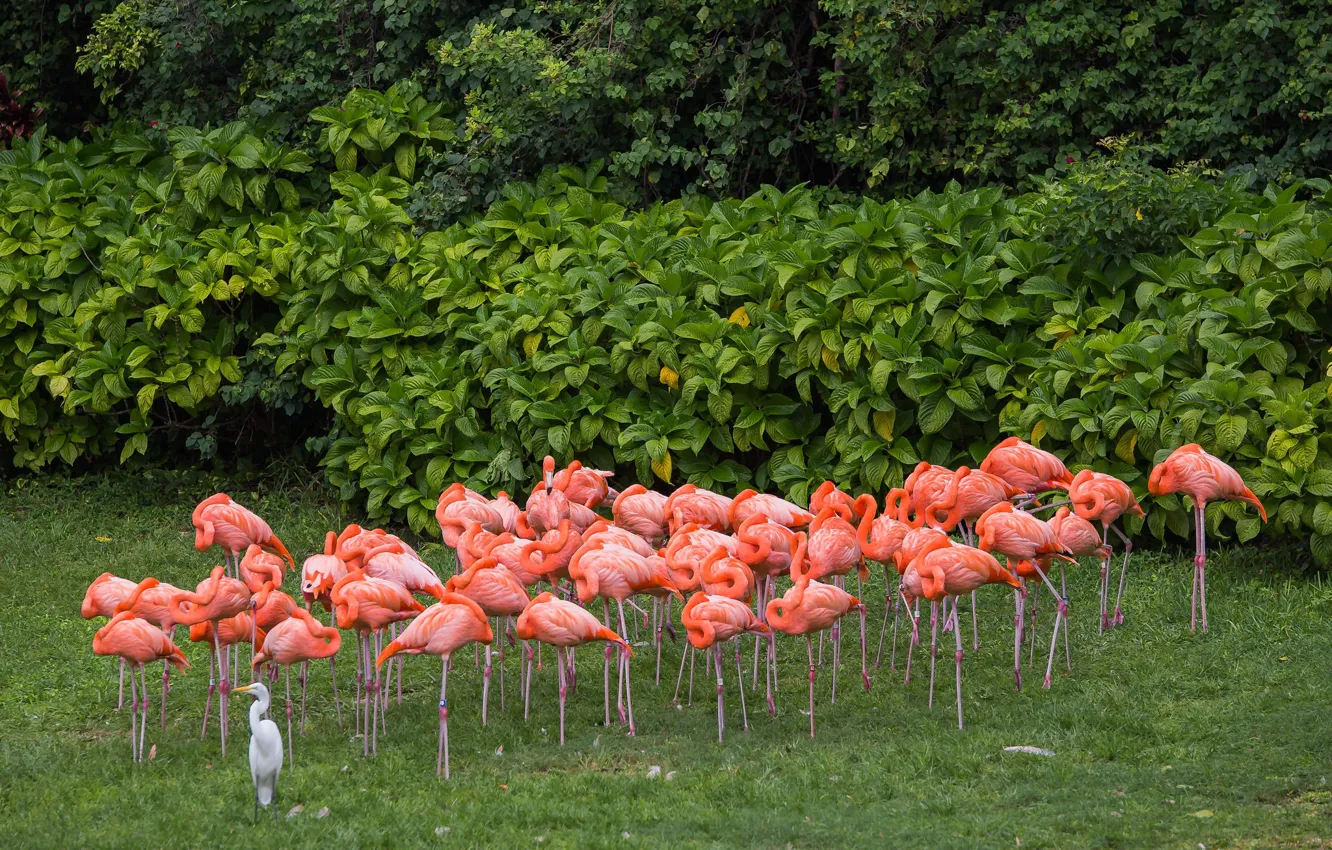 Photo wallpaper bird, pink, Flamingo