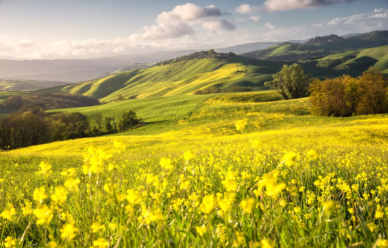 Photo wallpaper field, forest, clouds, flowers, mountains, yellow, hills, spring