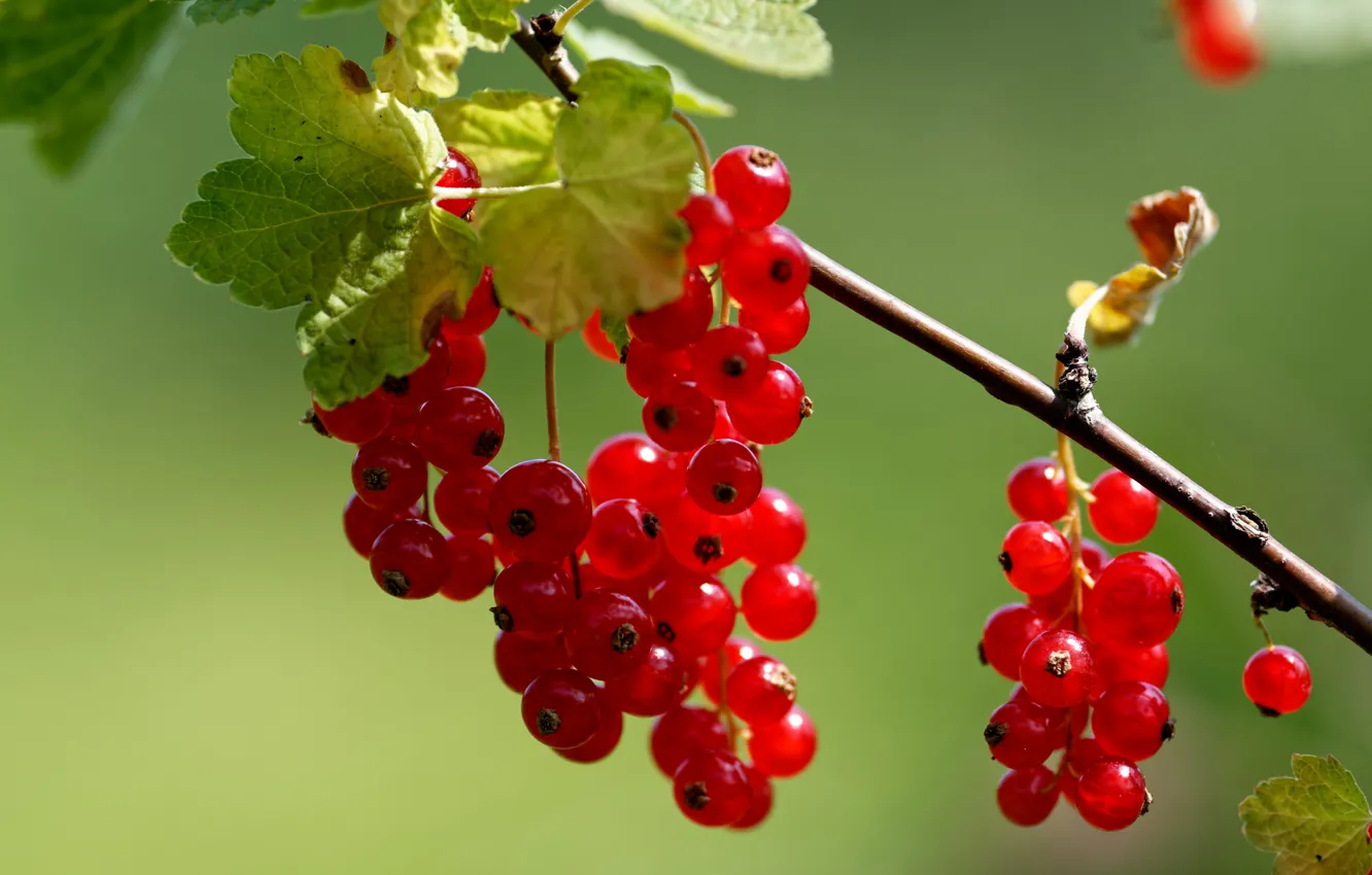 Photo wallpaper macro, berries, background, branch, red currant, grozdby