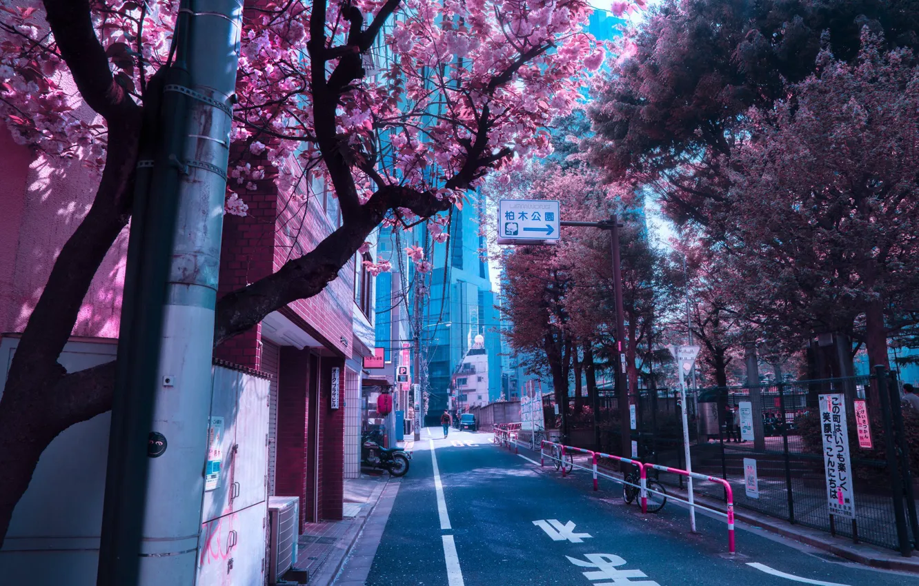 Photo wallpaper Japan, Japan, flowering in the spring, city street