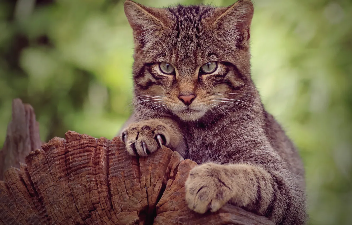 Photo wallpaper cat, look, face, trees, pose, portrait, log, wild