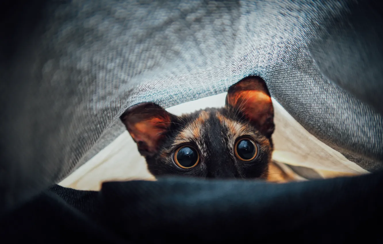 Photo wallpaper eyes, surprise, cat
