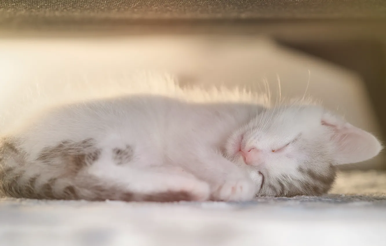 Photo wallpaper baby, sleeping, kitty