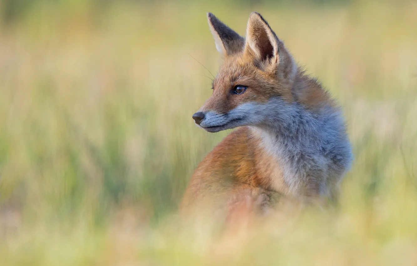 Wallpaper Grass Look Nature Pose Portrait Fox Red Bokeh For