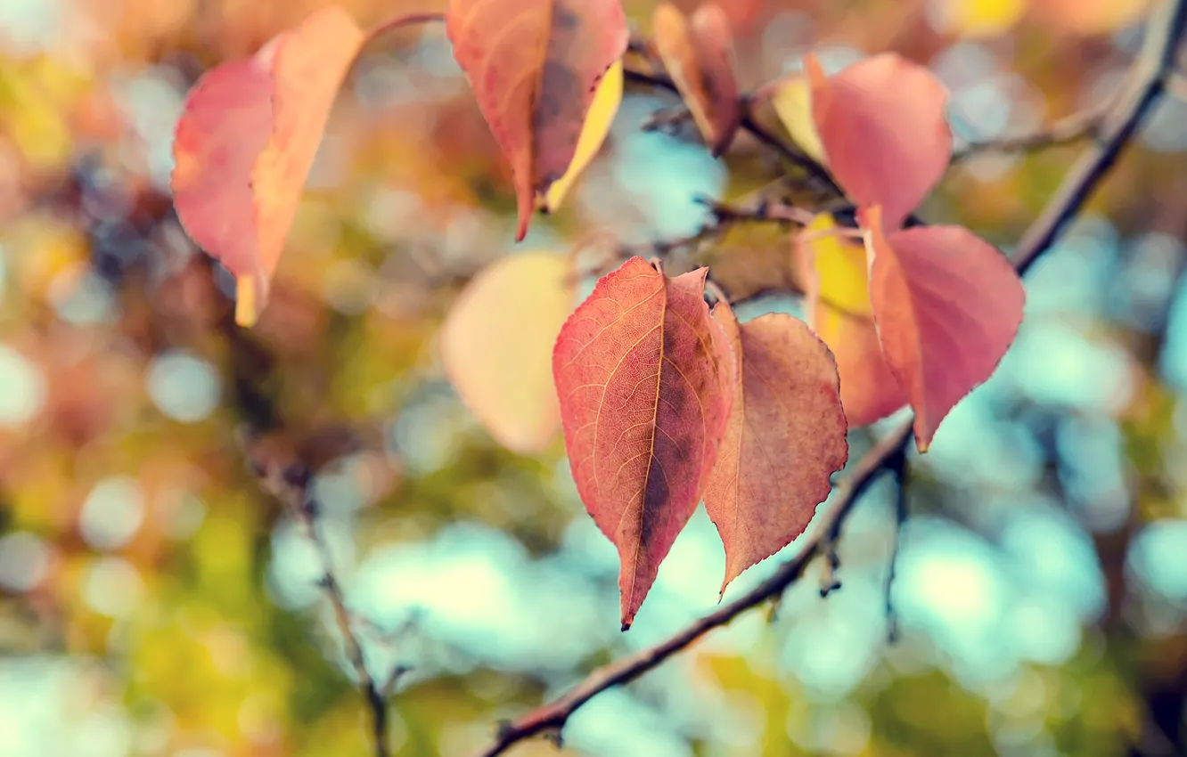 Photo wallpaper autumn, leaves, macro, nature, nature