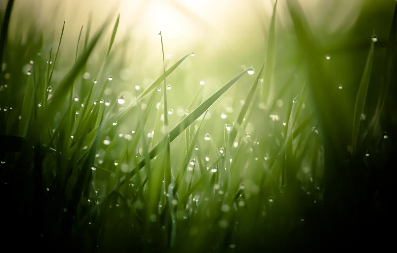 Photo wallpaper grass, drops, macro, Rosa, blur