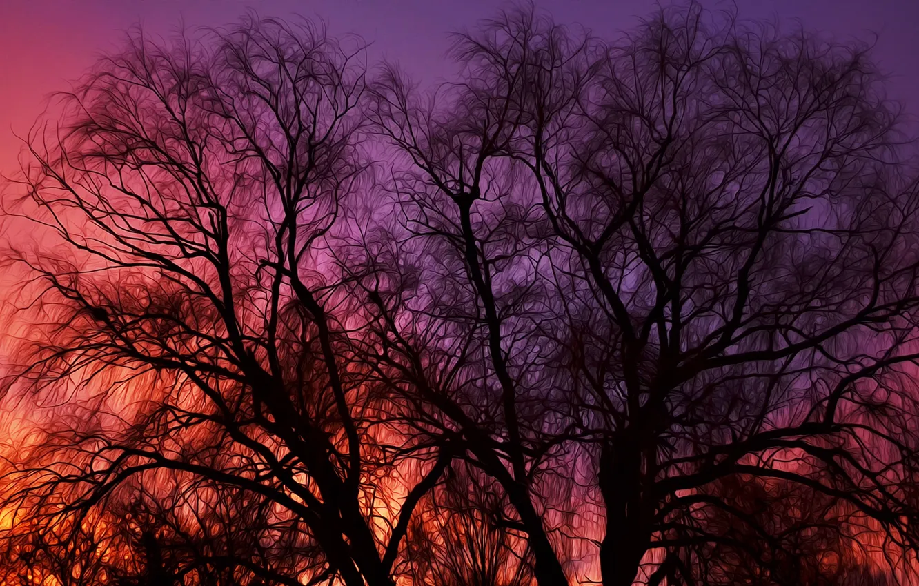 Photo wallpaper the sky, trees, sunset, nature, widescreen