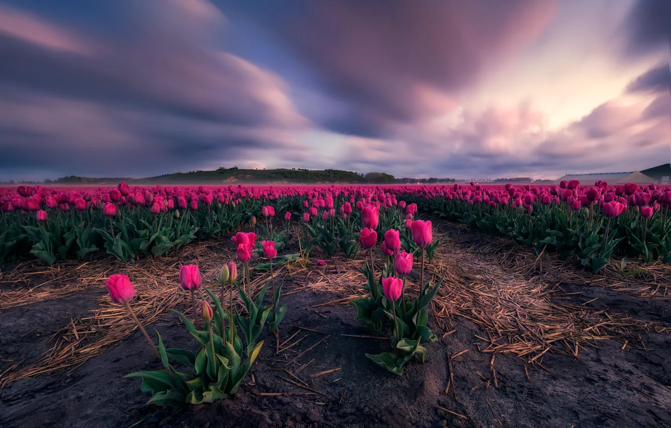 Photo wallpaper field, the sky, clouds, flowers, spring, dal, tulips, straw
