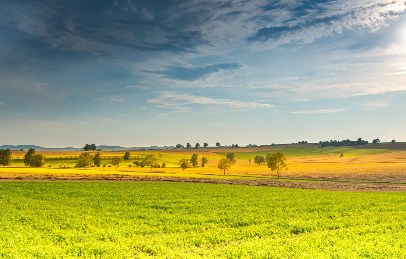 Photo wallpaper field, the sky, the sun, clouds, trees, space, panorama