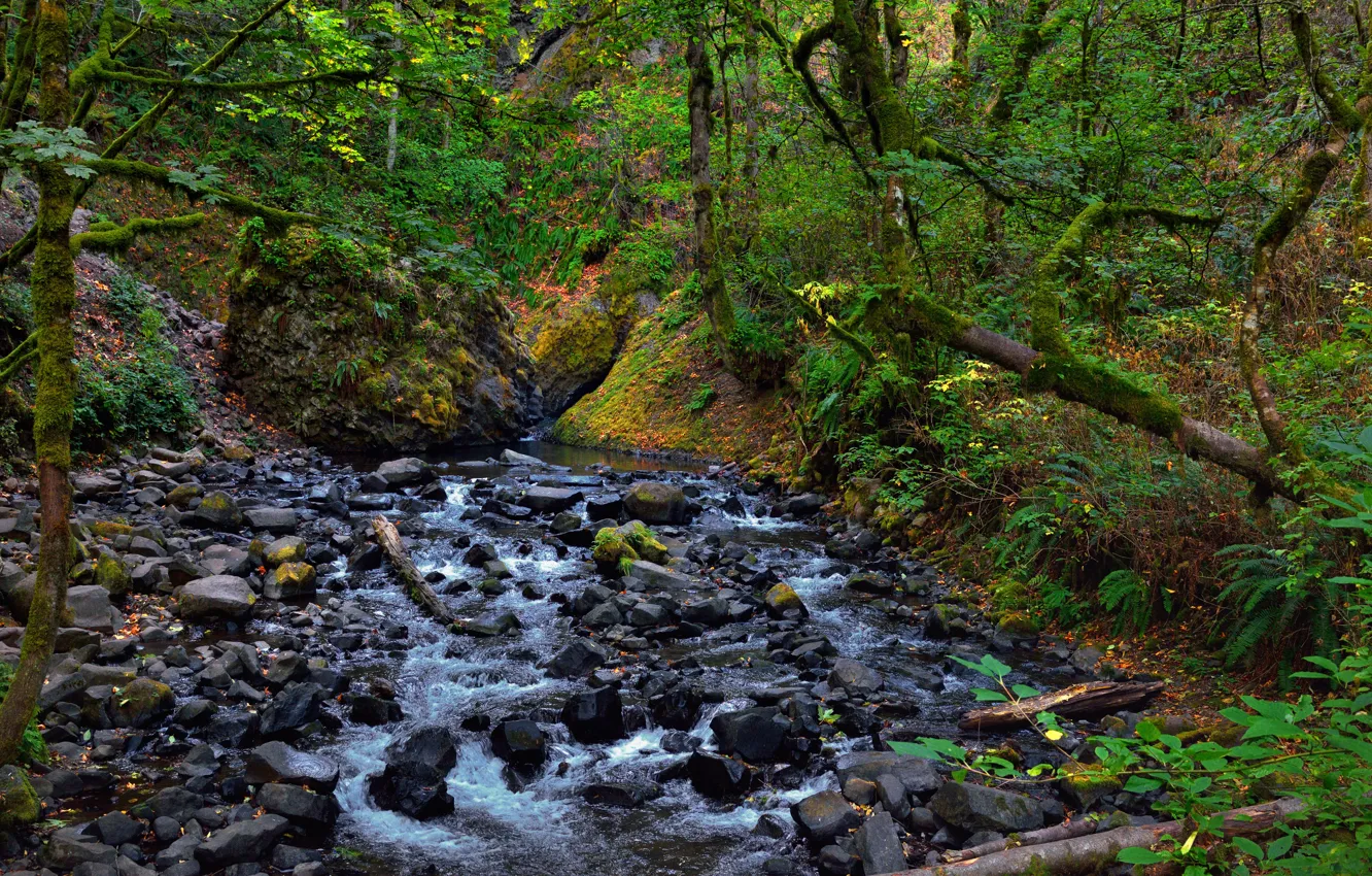 Photo wallpaper forest, trees, river, stream, stones, direction