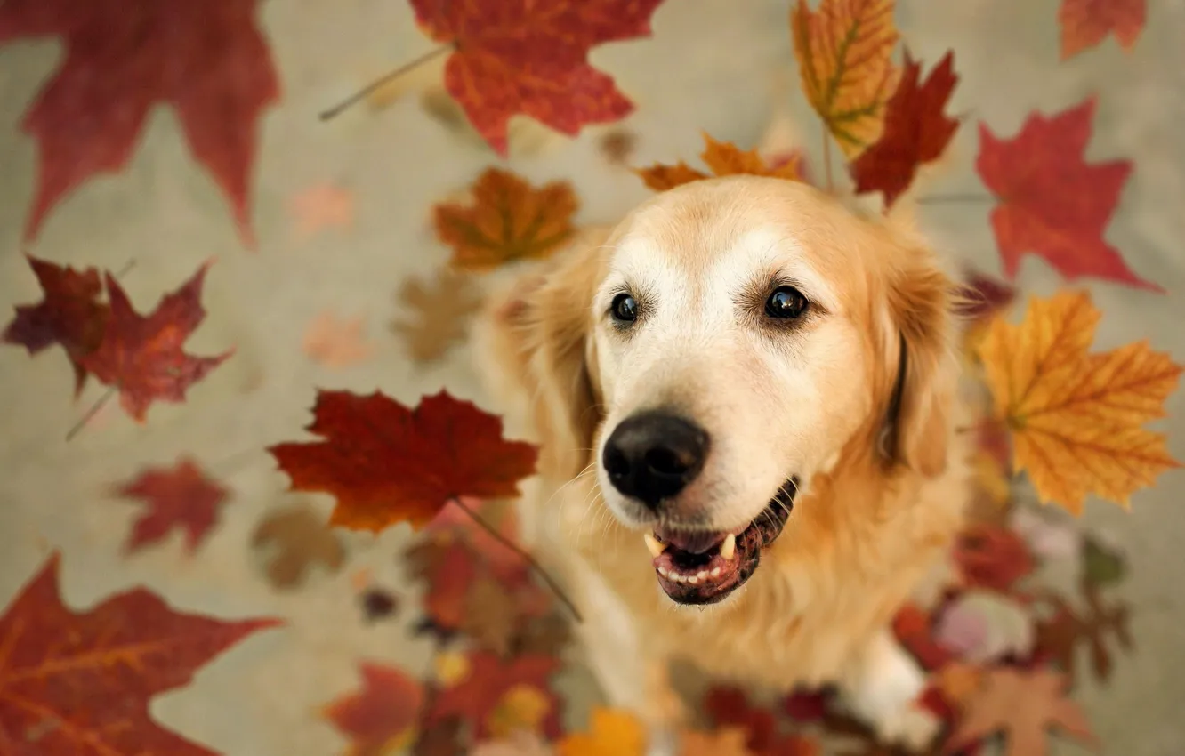 Photo wallpaper leaves, each, dog