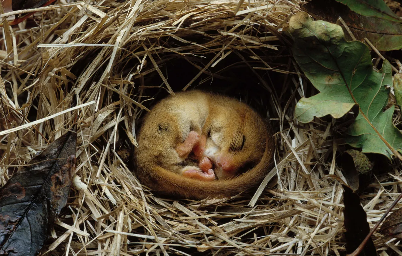 Photo wallpaper rodent, hibernation, Hazel Dormouse, Mushlovka