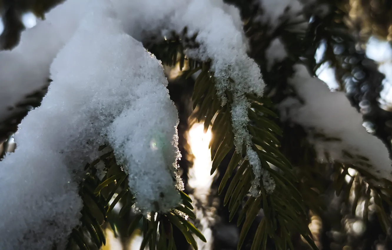 Photo wallpaper nature, winter, spruce