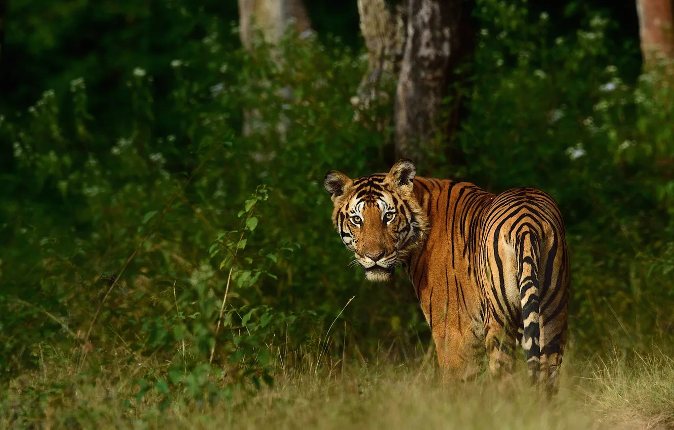 Photo wallpaper forest, look, trees, nature, tiger, the bushes