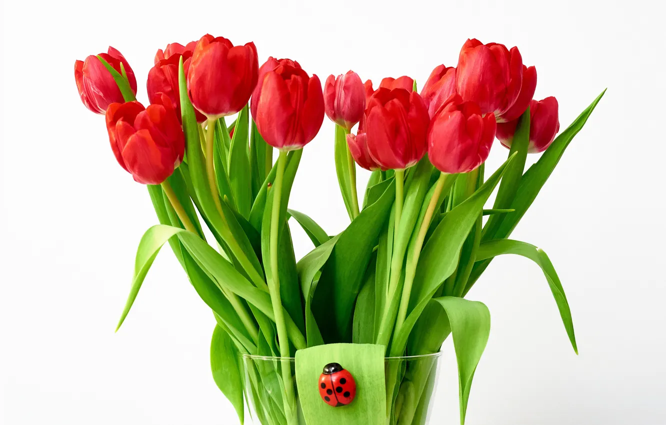 Photo wallpaper leaves, flowers, red, ladybug, beetle, bouquet, spring, tulips