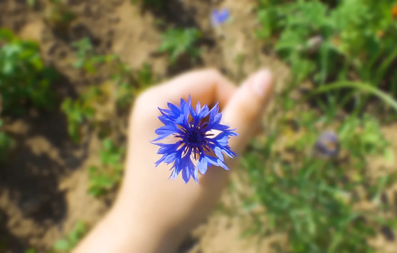 Photo wallpaper summer, flowers, hands, summer, flower, cornflowers
