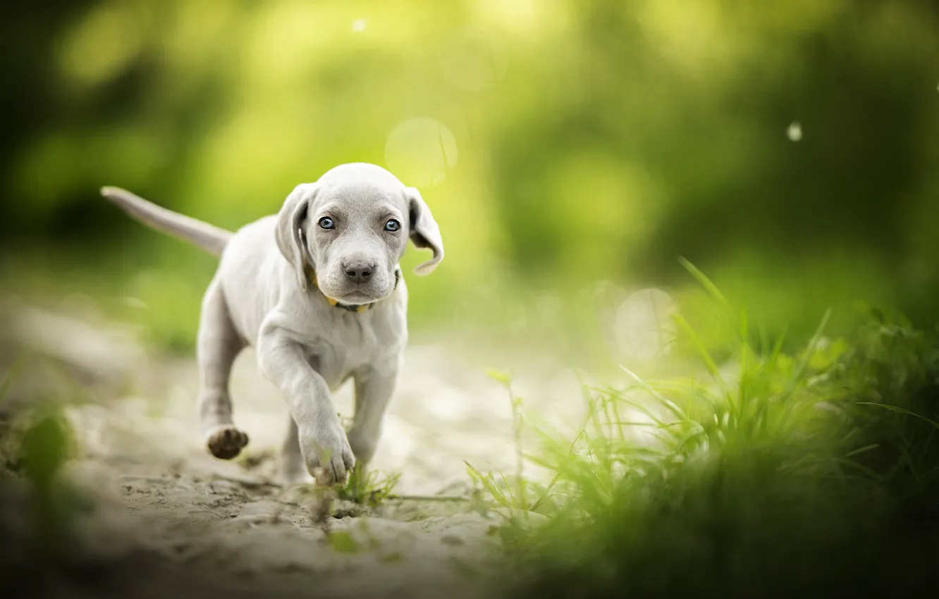 Photo wallpaper grass, baby, puppy, walk, bokeh, doggie, The Weimaraner, Weimar pointer