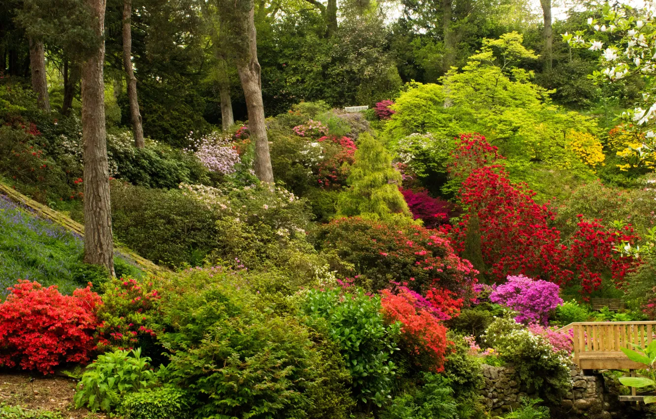 Photo wallpaper trees, flowers, Park, garden, UK, the bushes, Azalea, Bodnant Gardens Wales
