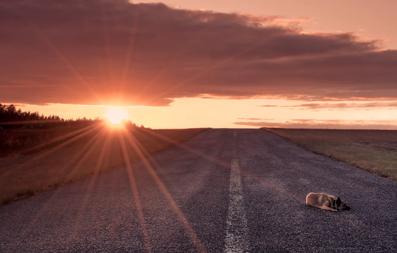 Photo wallpaper road, sunset, dog
