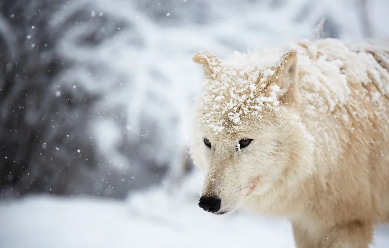 Photo wallpaper winter, snow, Arctic wolf