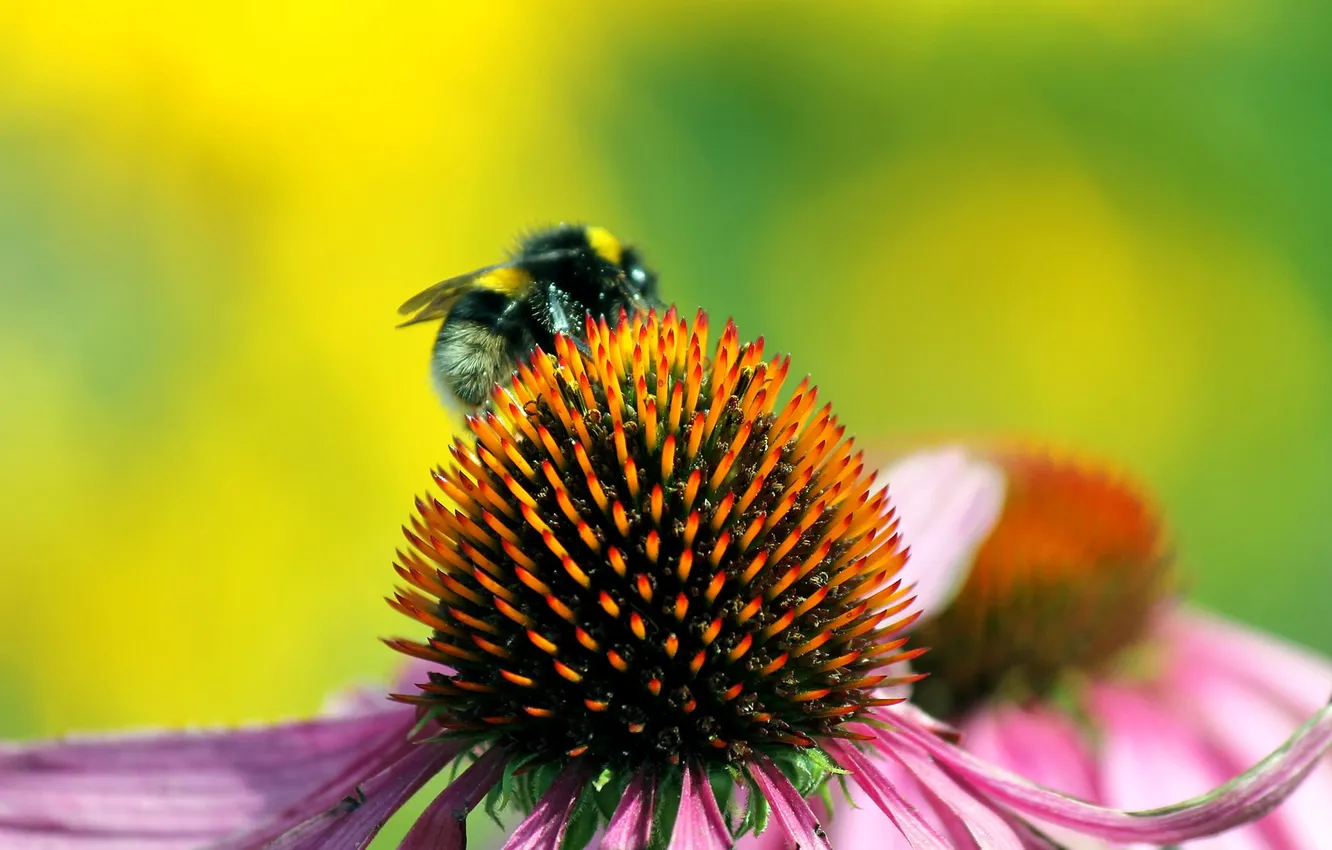 Photo wallpaper flowers, petals, insect, bumblebee, Echinacea