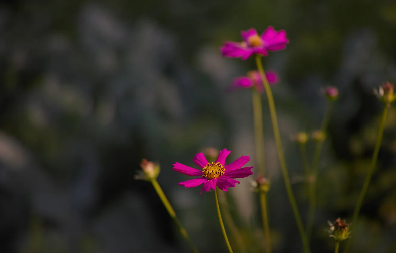 Photo wallpaper flower, grass, macro