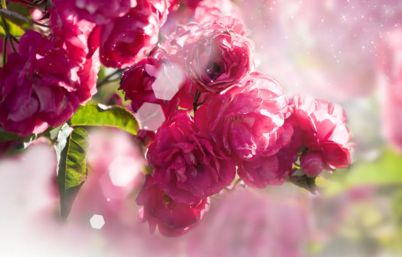 Photo wallpaper flowers, foliage, roses, flowering