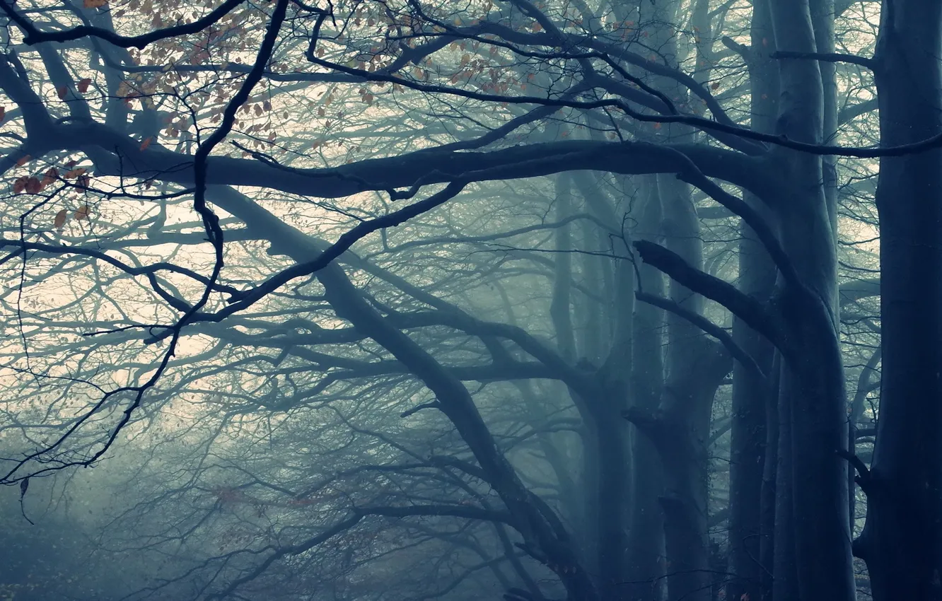 Photo wallpaper autumn, trees, nature