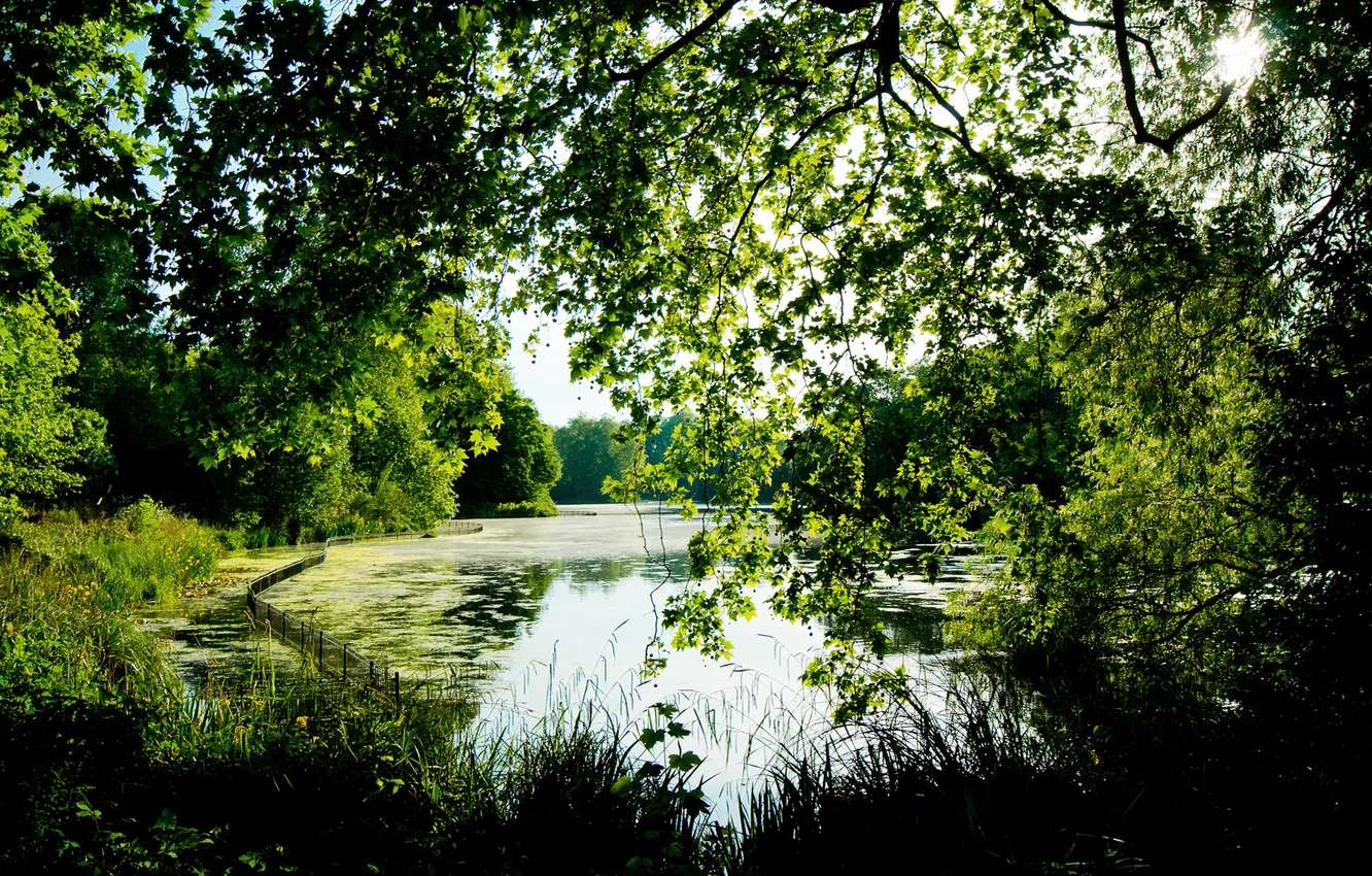 Photo wallpaper summer, grass, leaves, trees, lake, pond, Park, foliage
