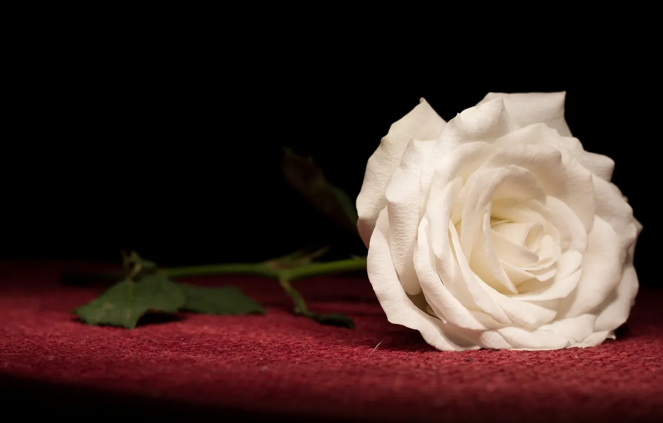 Photo wallpaper rose, petals, white