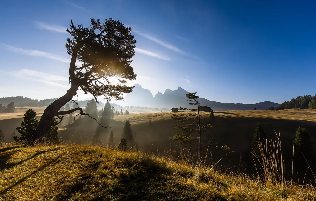 Photo wallpaper trees, landscape, mountains, nature, morning
