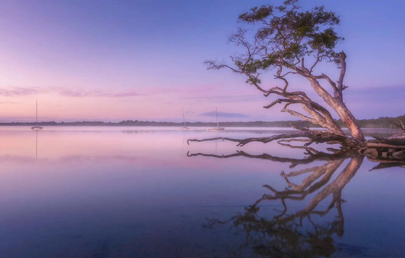 Photo wallpaper the sky, trees, branches, fog, lake, reflection, shore, boat